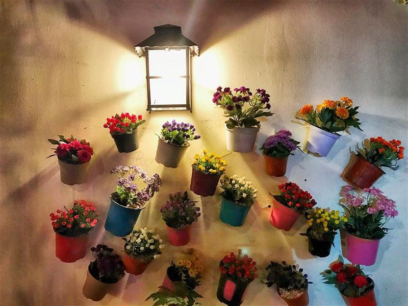  night  light  flowers  wall  streetstyle  blossom  photooftheday ...