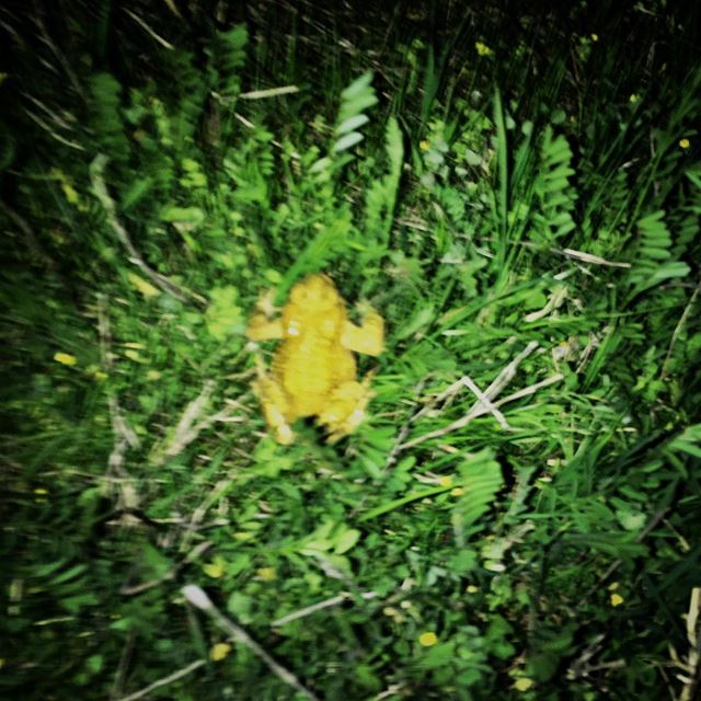 Night pals  streetphotography  naturephotography  frogs  ruins  tyre ... (Ruins of Tyre)