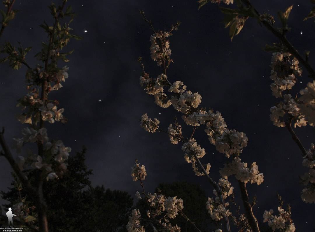 Night shot for cherry blossom. goodnight  cherryblossom  stars  chouf ...