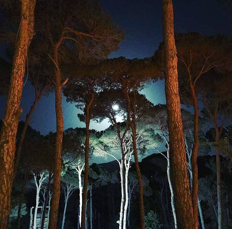Nights in the forest are really marvelous 🌚🌳🌳 LaMaisonDeLaForet  Pine ...