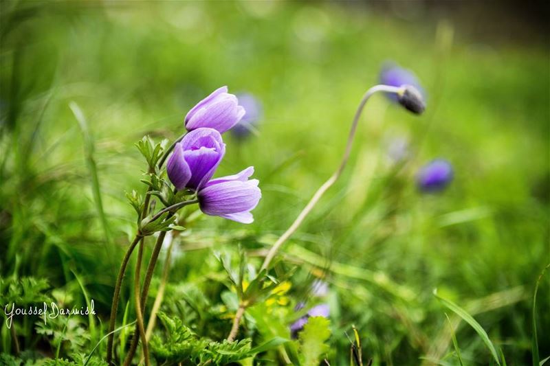  nikonlebanon  nikon  nikond7100  lebanon  flower  purple  love  nature ... (Jezzîne, Al Janub, Lebanon)