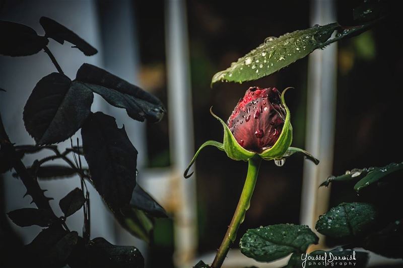  nikontop  nikonphotography  nikond7100photography  d7100  macro  flower ...