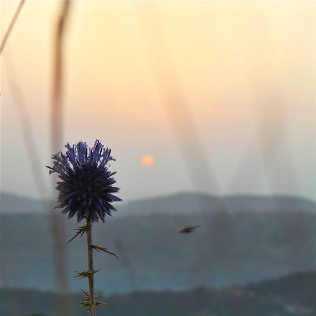  nikontop_  nikonworld  bns_sky  bns_sunset  naturelovers  unlimitedsunset... (Bmahray, Mont-Liban, Lebanon)