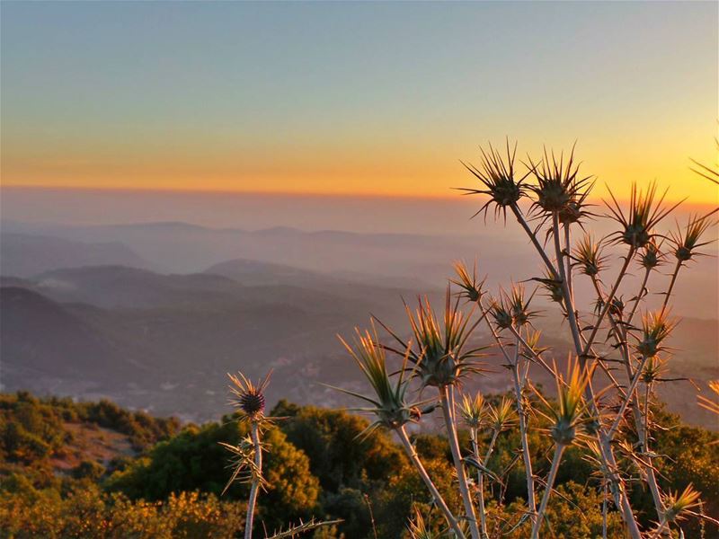  nikontop_  nikonworld  bns_sky  bns_sunset  naturelovers  unlimitedsunset... (Shouf Biosphere Reserve)