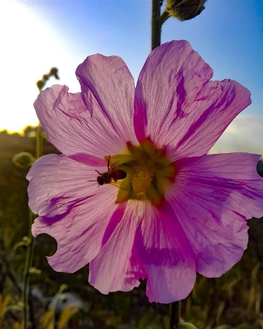 No Bees, No Honey nature  sky  sunset   lebanon🇱🇧  lebanonshots ... (Amioûn, Liban-Nord, Lebanon)