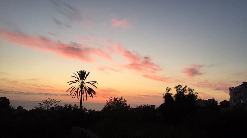 No effect needed 🌴  GoodNightIgers 🌓  picoftheday  photooftheday  view ... (Amchit)