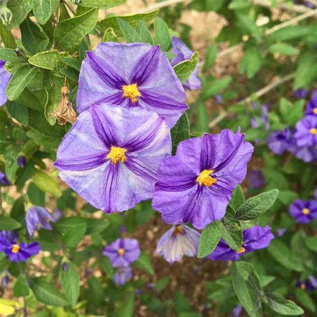 No filter needed!  lebanon  batroundistrict  rasnhash  home  garden ... (Ra'S Nhash, Liban-Nord, Lebanon)