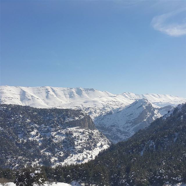 No filter needed majestic  cedars  forest  tannourine  hadath  niha ...