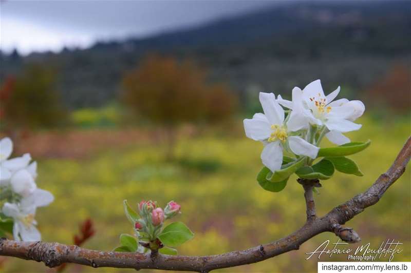 No matter how difficult days might be, but the spring will follow 🌸 • A... (North Governorate)