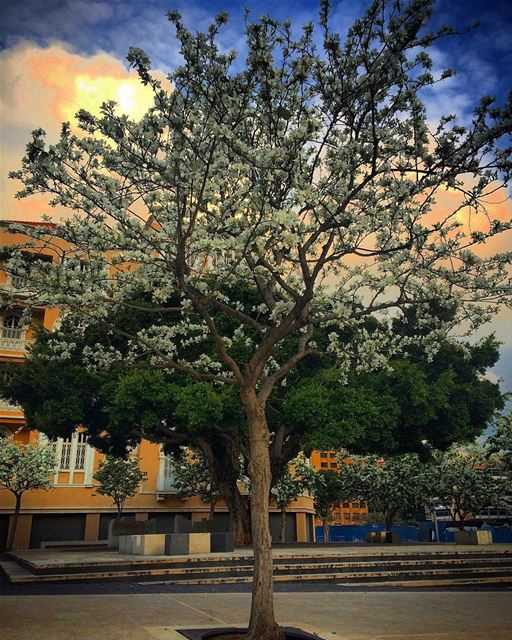 No matter how long the winter , spring is sure to follow 🌳🌸 ... (ساحة رياض الصلح)