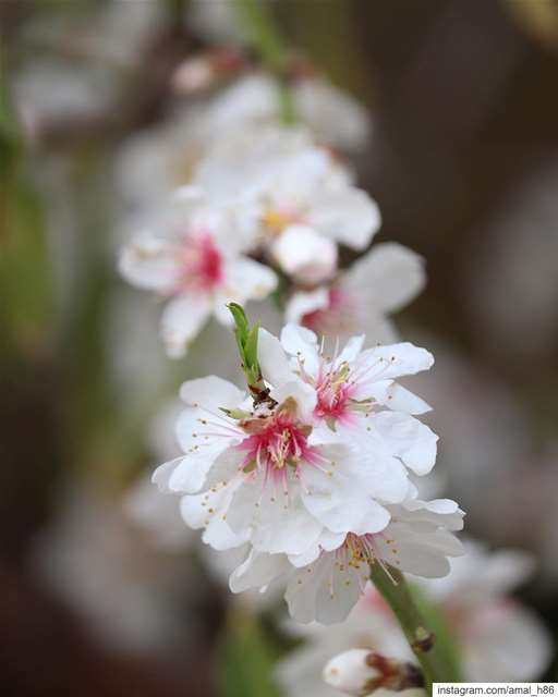 No matter how long the winter, spring is sure to follow.. instagood ... (Ra'S Nhash, Liban-Nord, Lebanon)