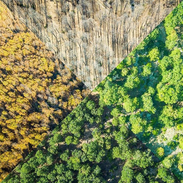 No matter in which season you visit El3ezer forest, this place has a lot... (Fnaïdek, Liban-Nord, Lebanon)