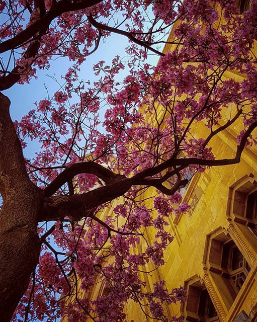 No one passed by these trees without taking a shot.. 📸Yet,, Nature never... (Downtown Beirut)