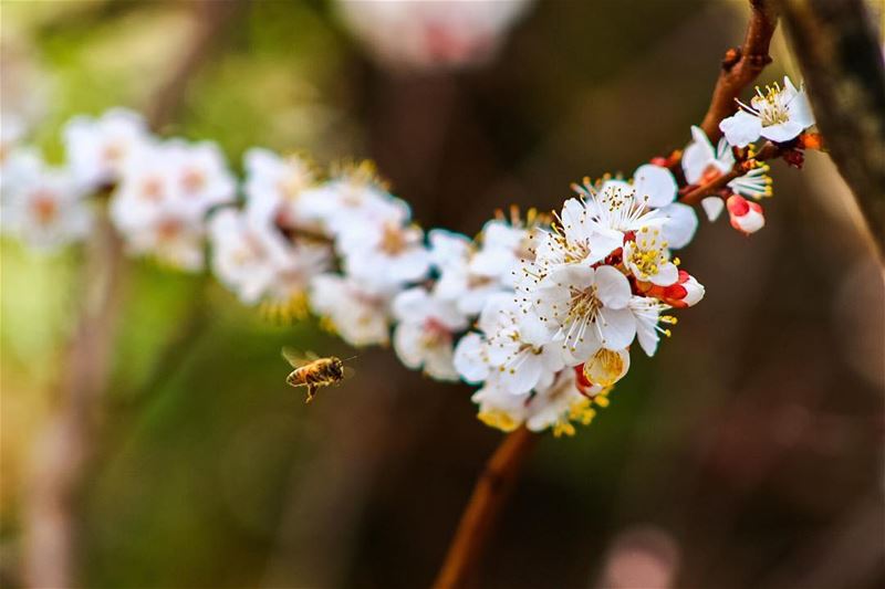 No rest, even on Sundays 🐝  sundays  sunday  bee  flowers  nature ...