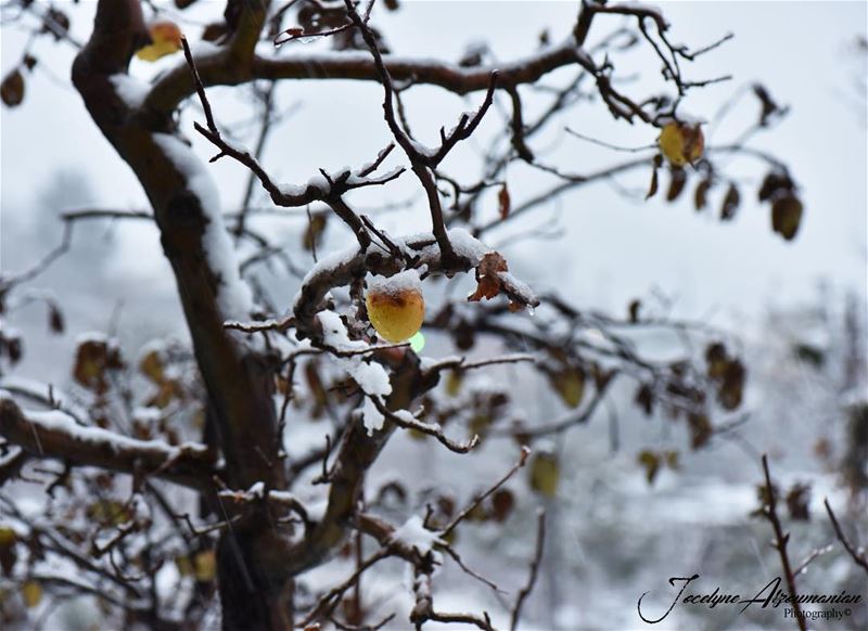 No snowflakes ever falls in the wrong place...  snow  snowflakes  winter ... (Kfardebian)