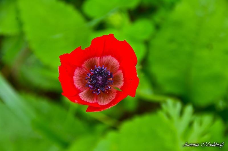 no winter lasts forever, no spring skips its turn  flowers  sprin  red ... (Zgharta)