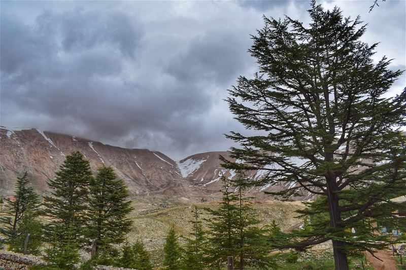 No winter lasts forever..❄🌸.. Spring  landscape  landscaping  green ... (Cedars of God)