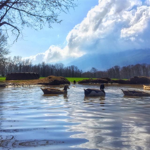 “No winter stays forever;No spring skips its turn.”... (`Ammiq, Béqaa, Lebanon)