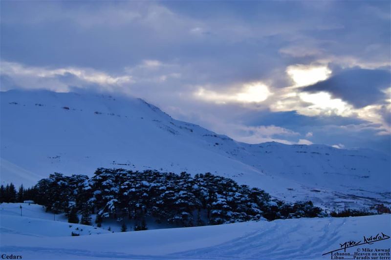No wonder why it's called Cedars of God  cedars  God  love  snow  winter  ...