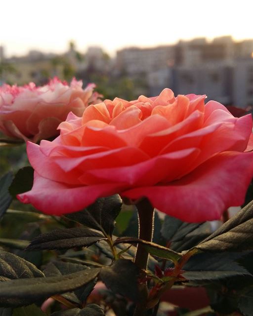  noedit  flowerlovers  flowers  frommybalcony  roses  mood  goodevening ...