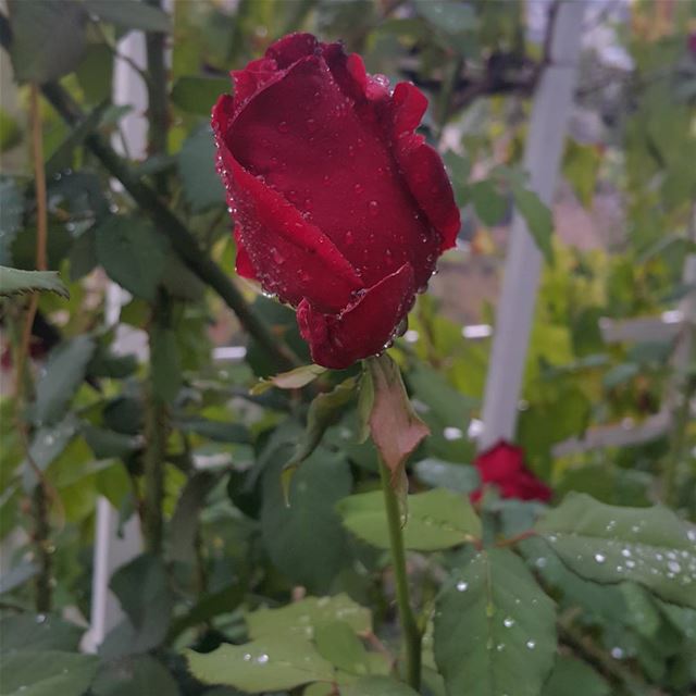  nofilter  beauty  lebanon  rose ...