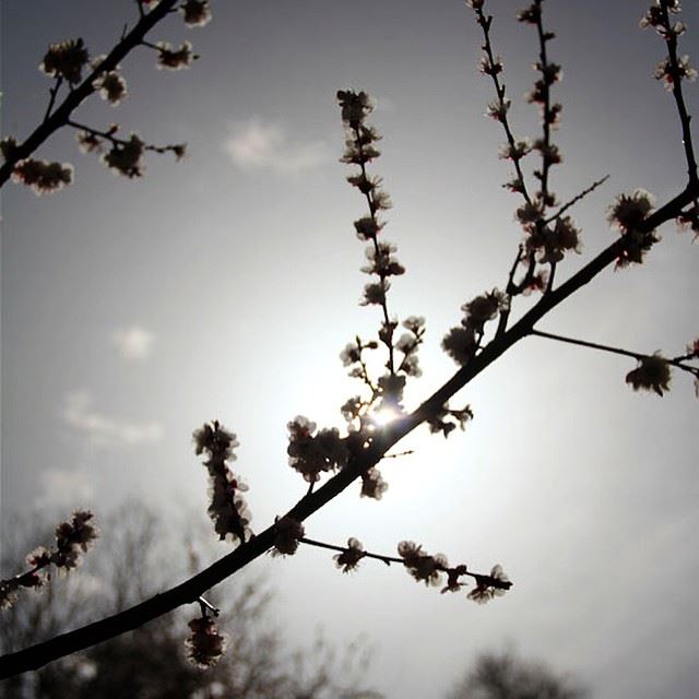  nofilter  blossom  sun  spring  shadow  tree  branch  flower  season ...