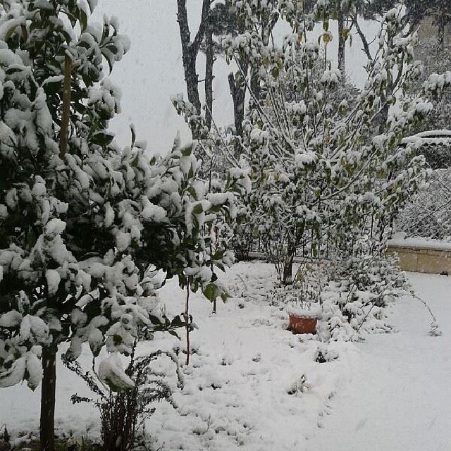  nofilter  december  2013  lebanon  Bzebdine  snow  pine  tree ...