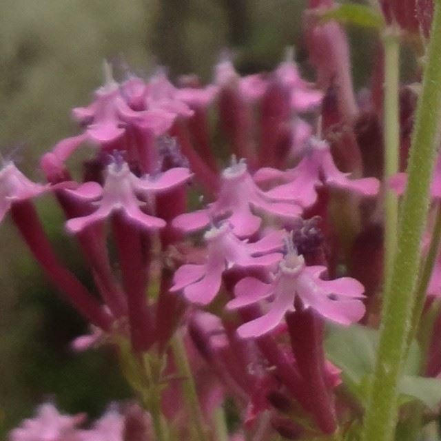 nofilter macro springspirit flowers