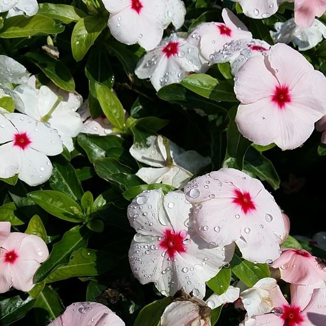  nofilter  nature  flowers  green  white  pink  red  Beirut  Abudhabi ...