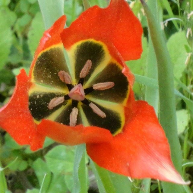 nofilter nofilters coquelicot flowers fleurs