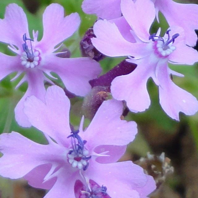 nofilter nofilters macro springspirit flowers fleurs