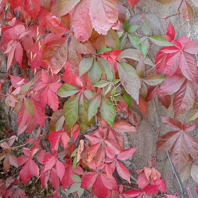 nofilter nofilters plants redleaves greenleaves autumn (Ain el Sendianeh)