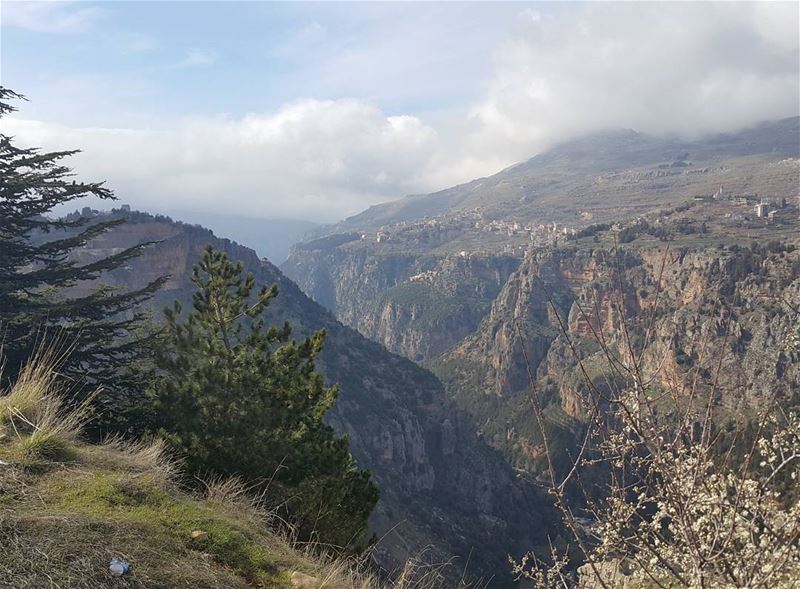  nofilterneeded  northlebanon  nature  qannoubine  lebanon  almond  pine ...