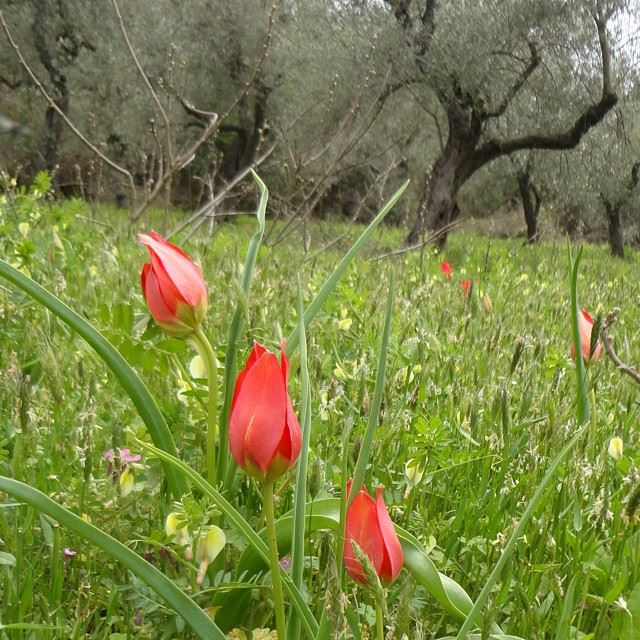 nofilters coquelicot natureshots springspirit springmoments whatsuplebanon loves_lebanon loves_flowers olivetrees hardineprairie fleurs flowers