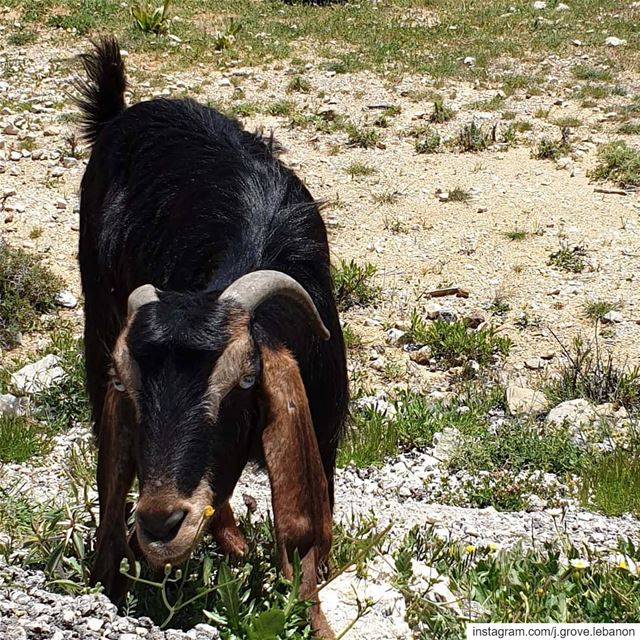 Nom nom 🍃🐐 ⠀⠀⠀⠀⠀⠀⠀⠀⠀⠀⠀⠀ ⠀⠀⠀⠀⠀⠀⠀⠀ Goat  Goats  Eat  Cute  Grass ...