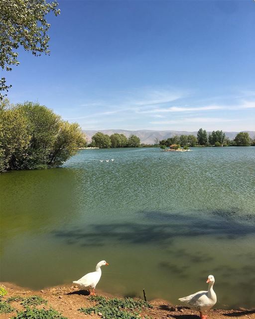 Nossa dica de hoje é imergir no silêncio do Lago Taanayel, onde você tem... (Deïr Taanâyel, Béqaa, Lebanon)