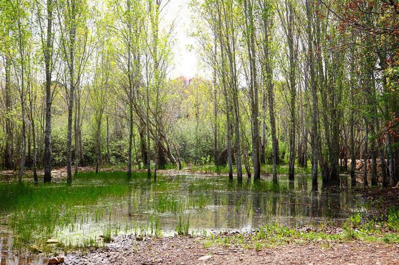 Not all lakes dream to be an ocean!••••• lebanon  lake  green ... (Meghrak)