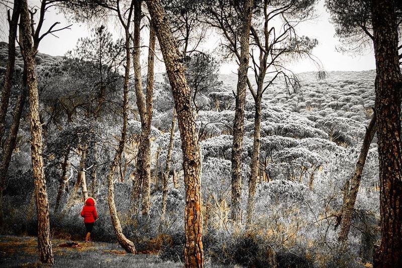 Not all who wander are lost 🌳🌳🌳📸@zak.ge 👌~~~~~~~~~...