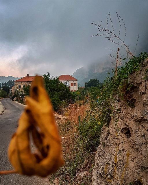 Not my best shot in Douma..But my best feeling when touching and smelling... (Douma, Liban-Nord, Lebanon)