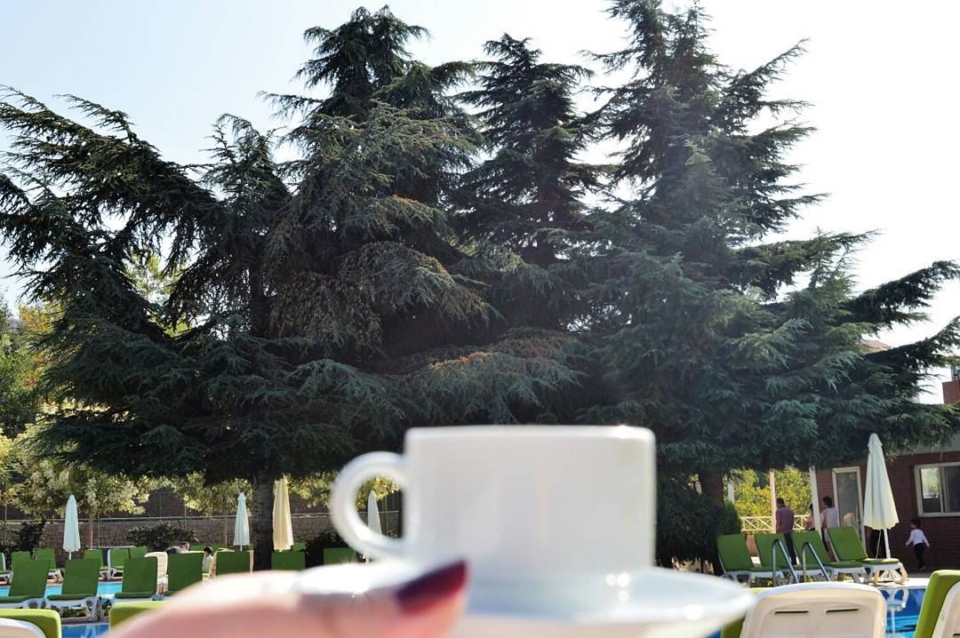 💫 Nothing beats a morning coffee by these beautiful cedars.. 😀 (Swipe... (Ehden Country Club)