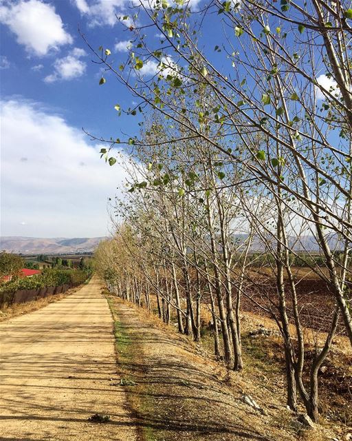 Notice how the trees do not cling to their leaves? Fall is about... (West Bekaa)