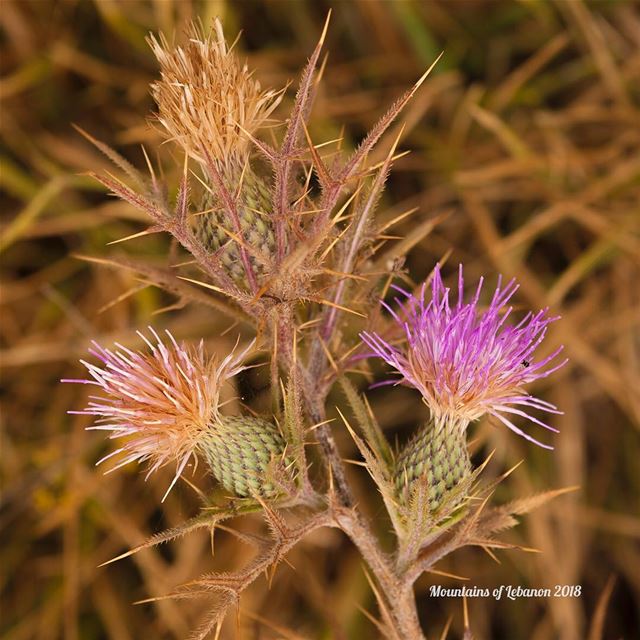 Notobasis Syriaca or just a thorny pinkish wild flower......