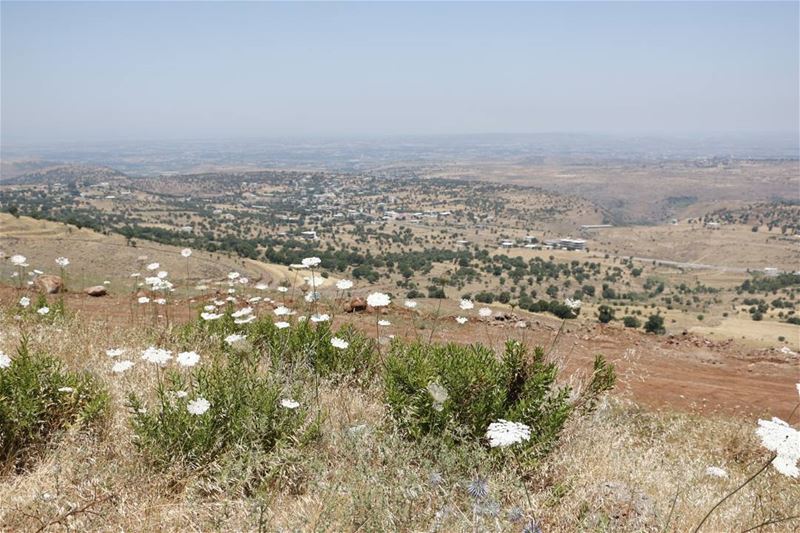 Noura. .. northlebanon  nature  flowers  akkar  noura  lebanon ... (Al Kwashrah, Liban-Nord, Lebanon)