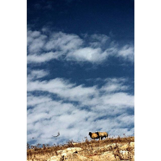  NourAltakiPhotography  naturelover  nature  sheep  sky  bluesky  clouds ...