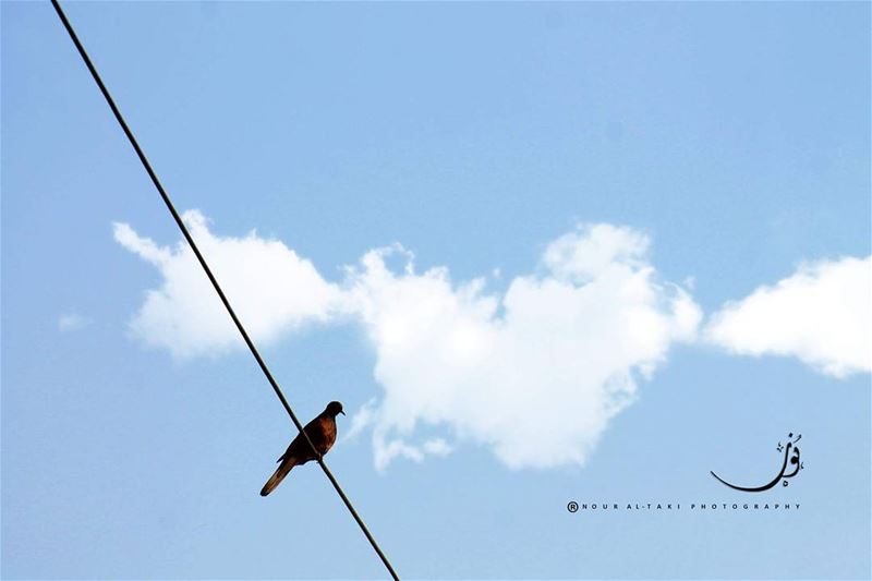  nouraltakiphotography  stand  ontheedge  free  mybird  love ...