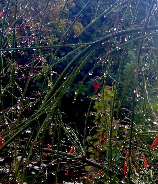  now my garden  green red waterdrops ...