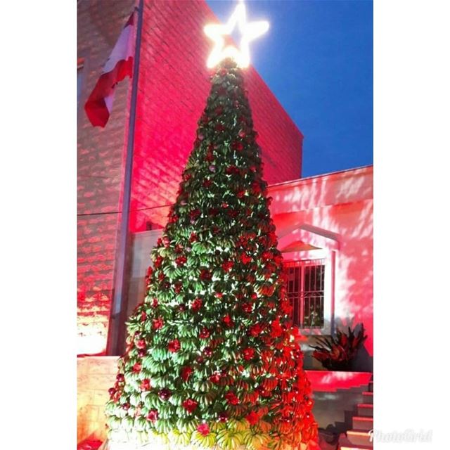 O Christmas Tree🎄🎄🎄 damour  lebanon  ig_lebanon  livelovelebanon ...