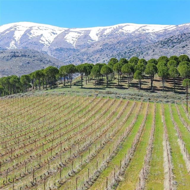 🇱🇧 O mercado de vinhos movimenta a economia do Líbano, país que há... (Château Kefraya)