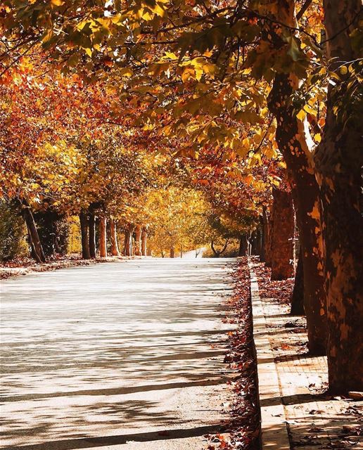 O outono está chegando no Líbano, e com ele lindas paisagens. Foto de @f.ro (Sawfar, Mont-Liban, Lebanon)