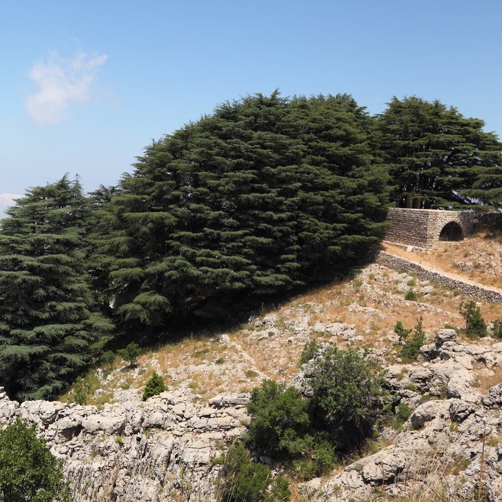 O Vaticano reconhecerá o Líbano como destino de peregrinação em 2019,... (Cedars of God)